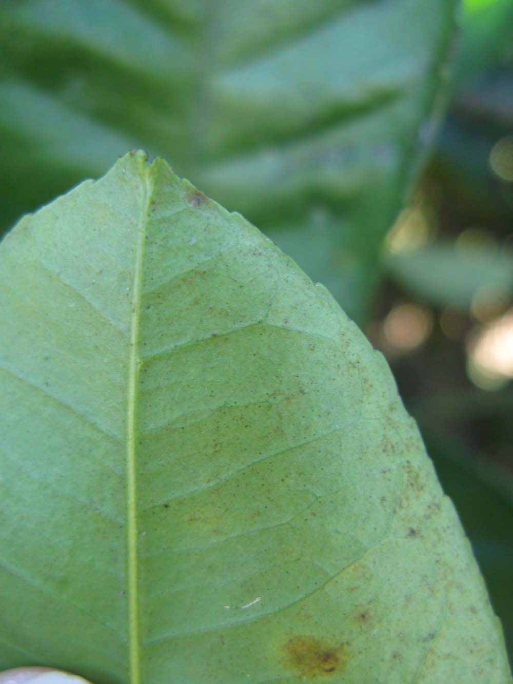              Margin (Winter Haven, FL)       